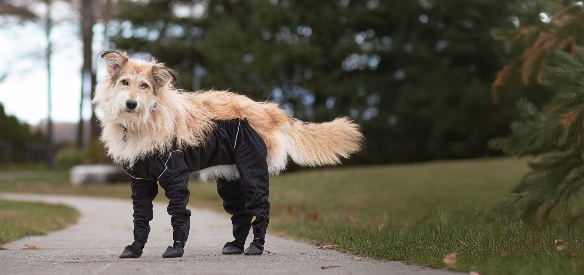 Medium-sized tan and white dog standing on a pathway wearing the MuckyDog All-Weather Wader in black, designed for waterproof comfort and full-body protection during outdoor walks.