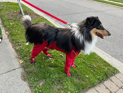 Bonnie, a long-haired collie, standing on grass wearing the red MuckyDog All-Weather Wader, ready for a walk and protected from dirt and moisture.