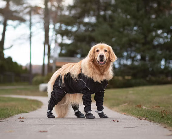 Large golden retriever standing on a path wearing the MuckyDog All-Weather Wader in black, providing waterproof full-body protection for outdoor adventures.