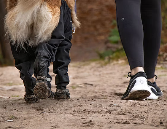 Large dog wearing the MuckyDog All-Weather Wader walking beside its owner on a muddy trail, staying clean and protected during outdoor adventures.