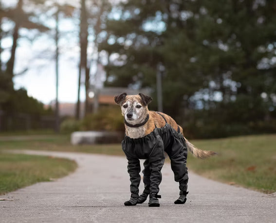 Medium-sized brown and white dog standing on a path wearing the MuckyDog All-Weather Wader, providing waterproof coverage for outdoor walks.