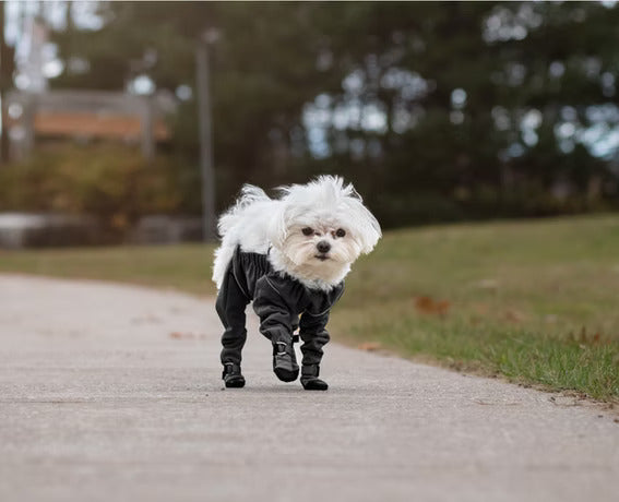 Small white dog walking outdoors wearing the MuckyDog All-Weather Wader, a waterproof and protective outfit for rainy or muddy conditions.