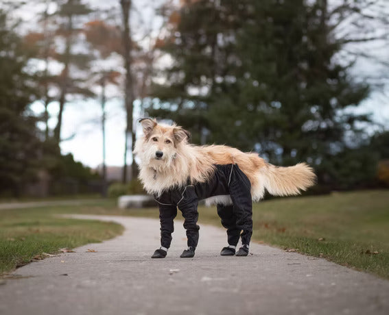 Medium-sized tan and white dog standing on a pathway wearing the MuckyDog All-Weather Wader in black, designed for waterproof comfort and full-body protection during outdoor walks.