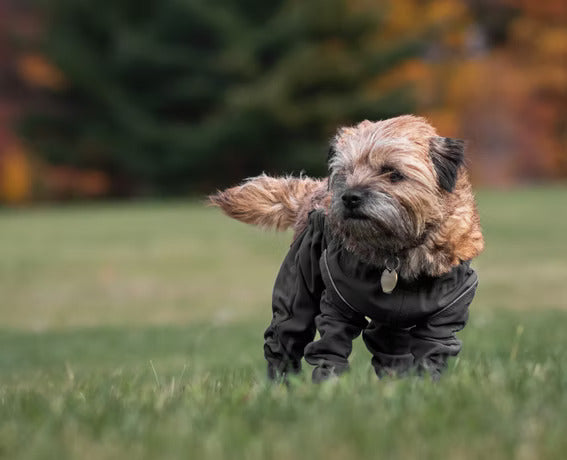 Small brown terrier wearing the MuckyDog All-Weather Wader in black, staying dry and protected while walking on grass during fall.