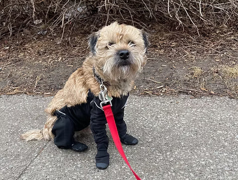 Small brown terrier sitting on a sidewalk wearing the MuckyDog All-Weather Wader in black, staying clean and dry during a chilly walk.