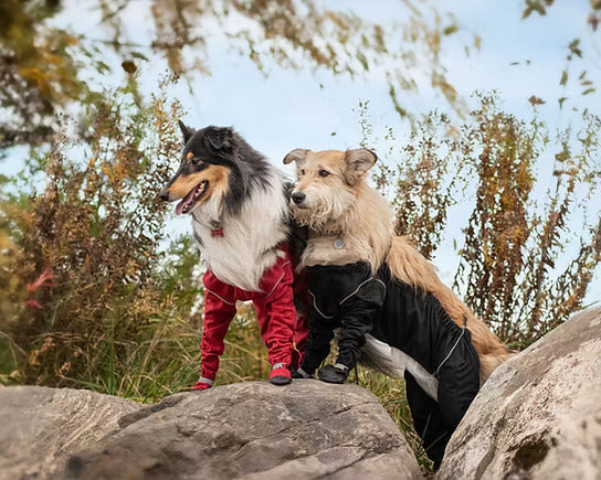 Two dogs wearing MuckyDog All-Weather Waders, one in red and one in black, standing on rocks outdoors and protected from mud and moisture.
