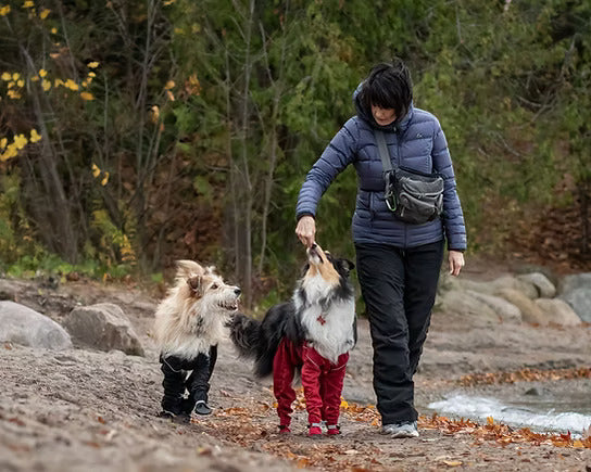 Two dogs wearing MuckyDog All-Weather Waders, one in black and one in red, walking along a lakeshore with their owner, protected from mud and water.