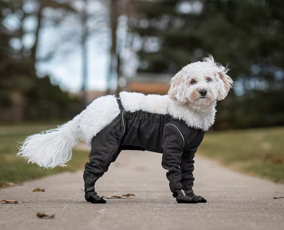 White fluffy dog standing on a path wearing the MuckyDog All-Weather Wader in black, offering full waterproof protection for outdoor walks.