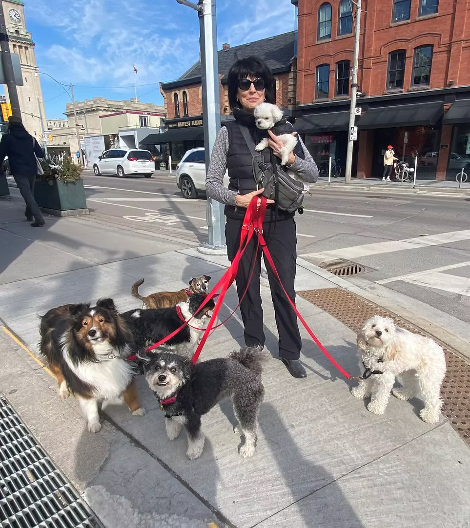 Woman walking multiple dogs on a sunny city sidewalk, including one small dog carried in a front pouch and others on red leashes, promoting MuckyDog’s outdoor lifestyle and all-weather protection gear.