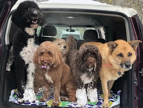 Group of six dogs sitting in the back of a vehicle after a snowy walk, showing how MuckyDog’s All-Weather Wader helps protect dogs from snow buildup and cold conditions.