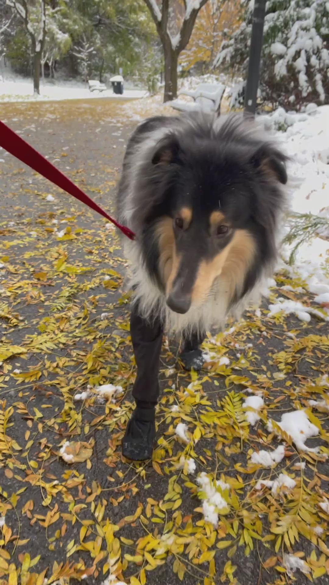Dog named Bonnie walking outdoors in the MuckyDog All-Weather Wader, demonstrating waterproof protection and comfortable movement during a rainy walk.